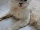 Persian cat