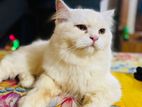 persian cat