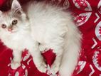 Pure Traditional Persian Cat