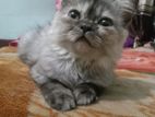 Persian cat