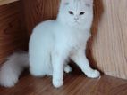 Persian Cat