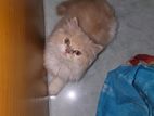 Persian cat