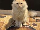 Persian Cat