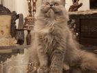 Persian cat