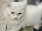 Persian Cat