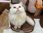 Persian cat