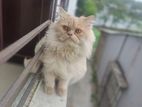 Persian cat