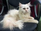 Persian cat sell