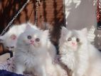 Persian cat