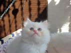 Persian cat