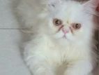 Persian cat