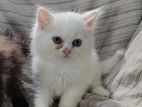 Persian Cat