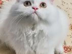 Persian Cat