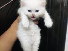 persian cat