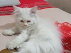 persian cat