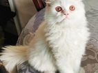 Persian cat