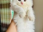 Persian cat