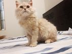 Persian Cat