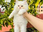 persian cat