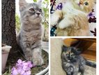 Persian Cat