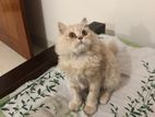 Persian cat