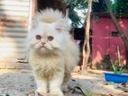 Persian Cat