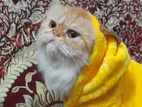 Persian cat