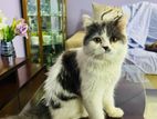 Persian cat