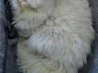 Persian cat