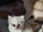 Persian cat