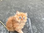 persian cat