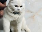 Persian cat