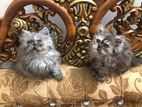 Persian cat