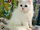 persian cat