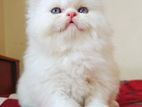 Persian Cat