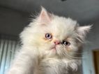 Persian cat