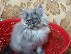 Persian cat