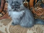 Persian cat