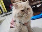 Persian Cat