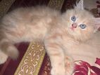 Persian Cat