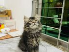 Persian Cat