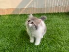 Persian cat