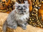 Persian cat