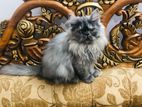 Persian Cat