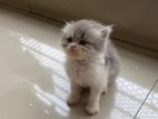 Persian cat