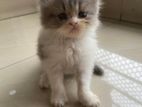 Persian cat