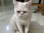 Persian Cat