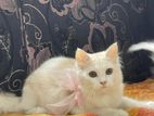 Persian cat
