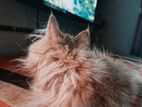 Persian Cat