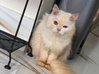 Persian cat